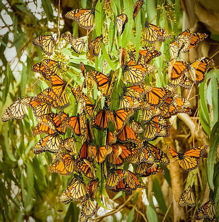 Cluster of Monarch Migration