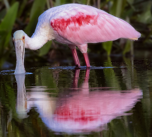 Roseate Spoonbill-1