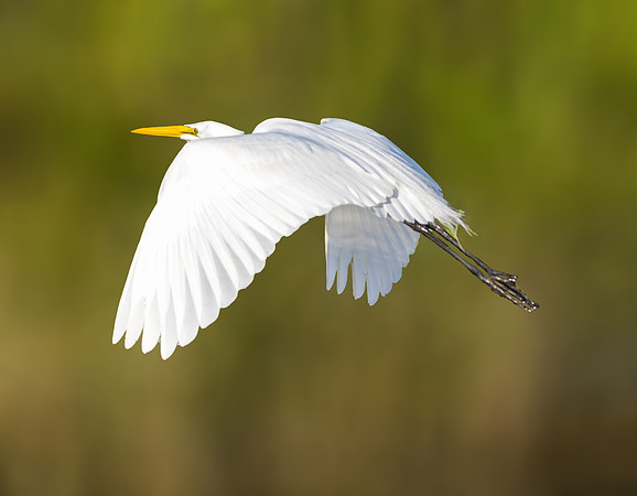 Great Egret in flight