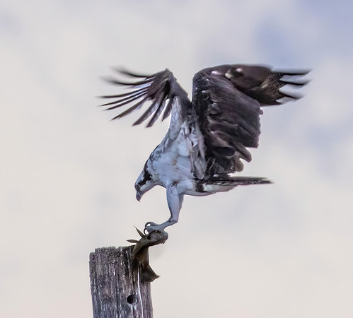 Osprey landing on Pole with fish