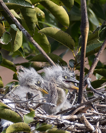 Baby Great Blue Herons