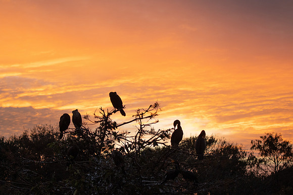 Sunset on Anhingas at Wakodahatchee