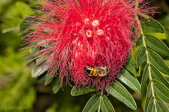 Honey Bee on flower