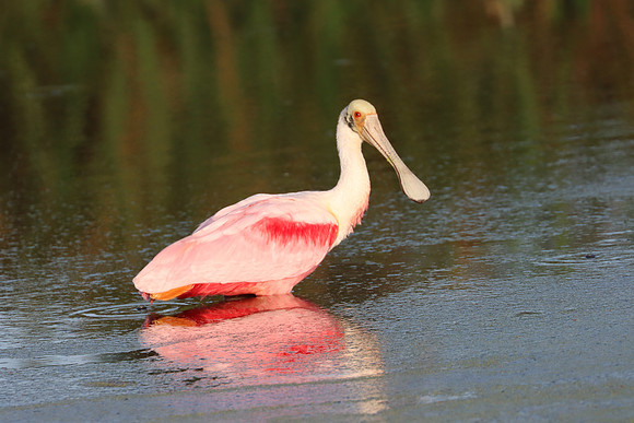 Wading Roseate Spoonbill