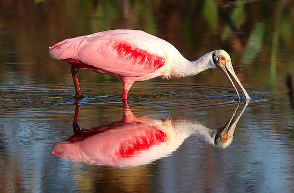 Roseate Spoonbill foraging