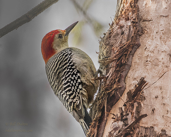 Red Bellied Woodpecker - Florida