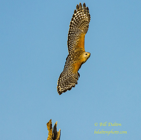 Red Shouldered Hawk Peaceful Waters 4054