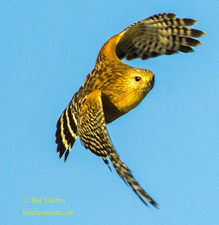Red Shouldered Hawk Peaceful Waters 4055