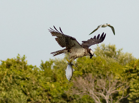 Osprey Heading to Eat its Fresh Fish