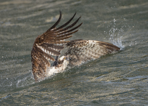 Osprey Dives for a Fish