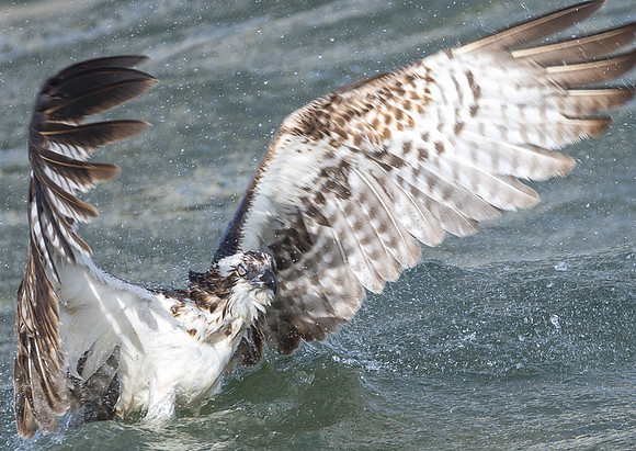 Osprey Emerging After Dive