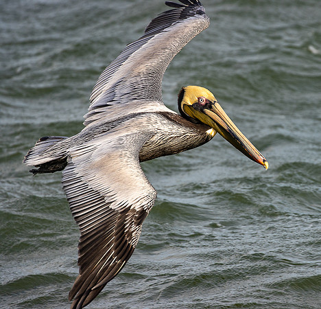 Sebastian Inlet Pelican Coming in for a Landing