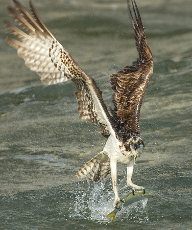 Osprey Taking Flight from Water with a Fish