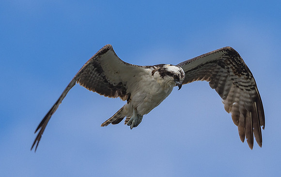 Sebastian Inlet Osprey Looking for a Meal